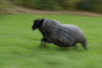 Springande får